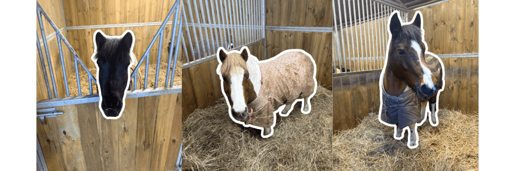 Poney Boulogne Billancourt