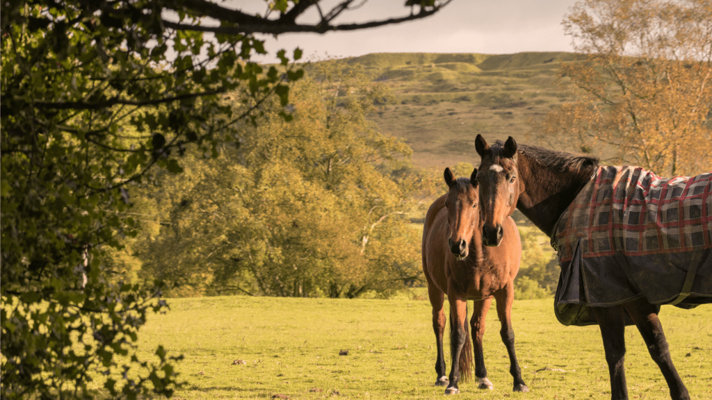 club d'équitation paris 